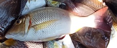 Lethrinus lentjan