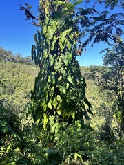 Philodendron lacerum