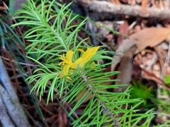 Persoonia chamaepitys