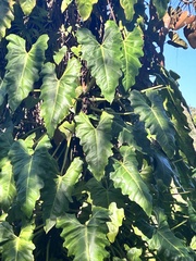 Philodendron lacerum