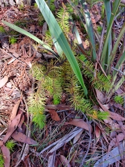 Persoonia chamaepitys