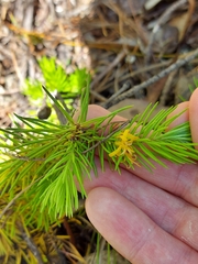 Persoonia chamaepitys