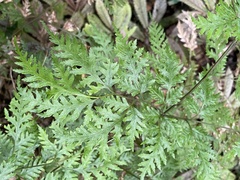 Pteris macilenta