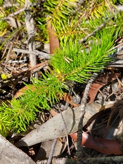 Persoonia chamaepitys