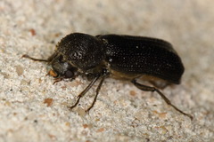 Amphicerus cornutus