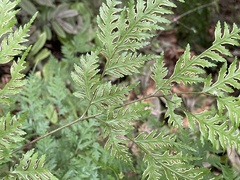 Pteris macilenta