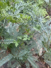 Trochomeria macrocarpa
