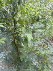 Trochomeria macrocarpa