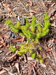 Persoonia chamaepitys