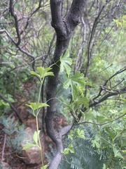 Trochomeria macrocarpa