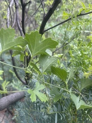 Trochomeria macrocarpa