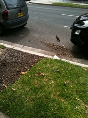 Acridotheres tristis