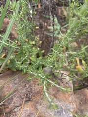 Pollichia campestris