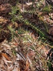Acacia asparagoides