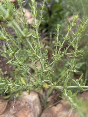 Pollichia campestris