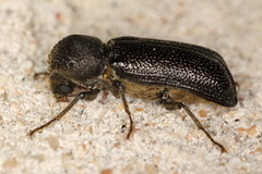 Amphicerus cornutus