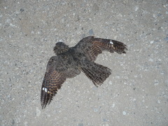 Caprimulgus tristigma