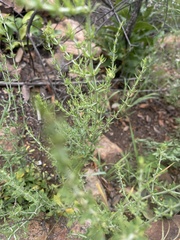 Pollichia campestris