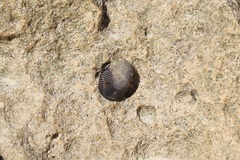 Nerita picea