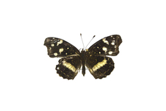 Anthanassa drusilla lelex