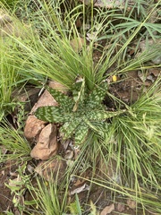 Aloe greatheadii davyana