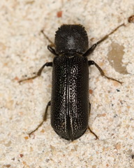 Amphicerus cornutus