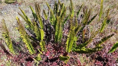 Polypodium pellucidum
