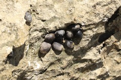 Nerita picea