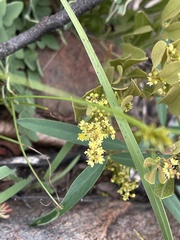 Searsia magalismontana magalismontana