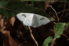 Problepsis digammata