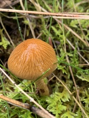 Cystoderma