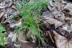 Allium vineale