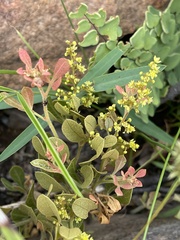 Searsia magalismontana magalismontana