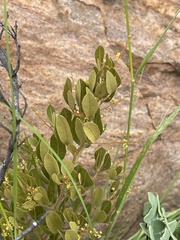 Searsia magalismontana magalismontana