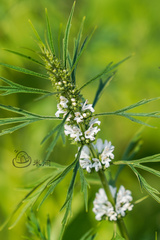 Leonurus sibiricus albiflorus