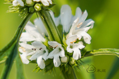 Leonurus sibiricus albiflorus