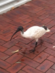 Threskiornis molucca