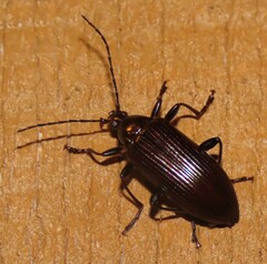 Tanychilus