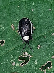 Asphaera albomarginata