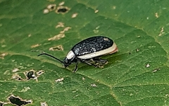Asphaera albomarginata