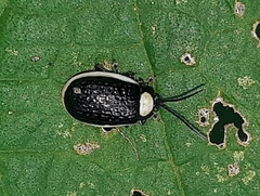 Asphaera albomarginata