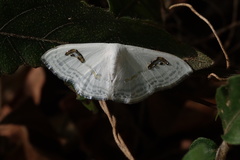 Problepsis digammata