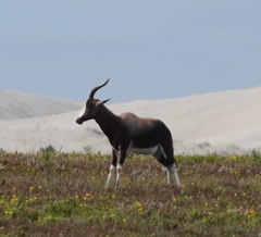 Damaliscus pygargus pygargus