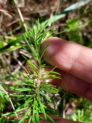 Persoonia chamaepitys