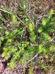 Persoonia chamaepitys