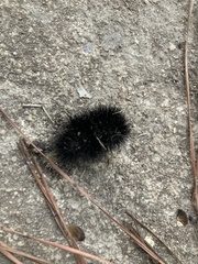 Hypercompe scribonia