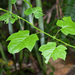 Rubus lambertianus lambertianus - Photo (c) Licheng Shih, some rights reserved (CC BY), uploaded by Licheng Shih