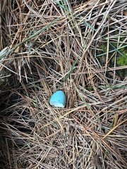 Turdus philomelos clarkei