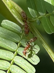 Pseudomyrmex ferrugineus