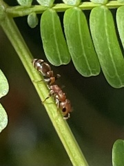Pseudomyrmex ferrugineus